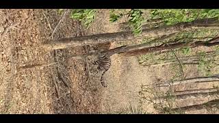 Tiger Cubs at Khursapar Gate (Pench Tiger Reserve)