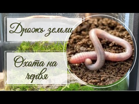 Дрожь земли. Охота на дождевых червей 🪱🪱🪱 в горшках с растениями.