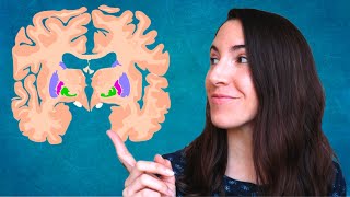 Ganglios basales – El Diccionario del Cerebro