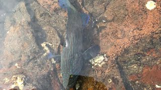 #ratnagiri fishing #blueline grouper  catch and release #lucana soft Lure. screenshot 2