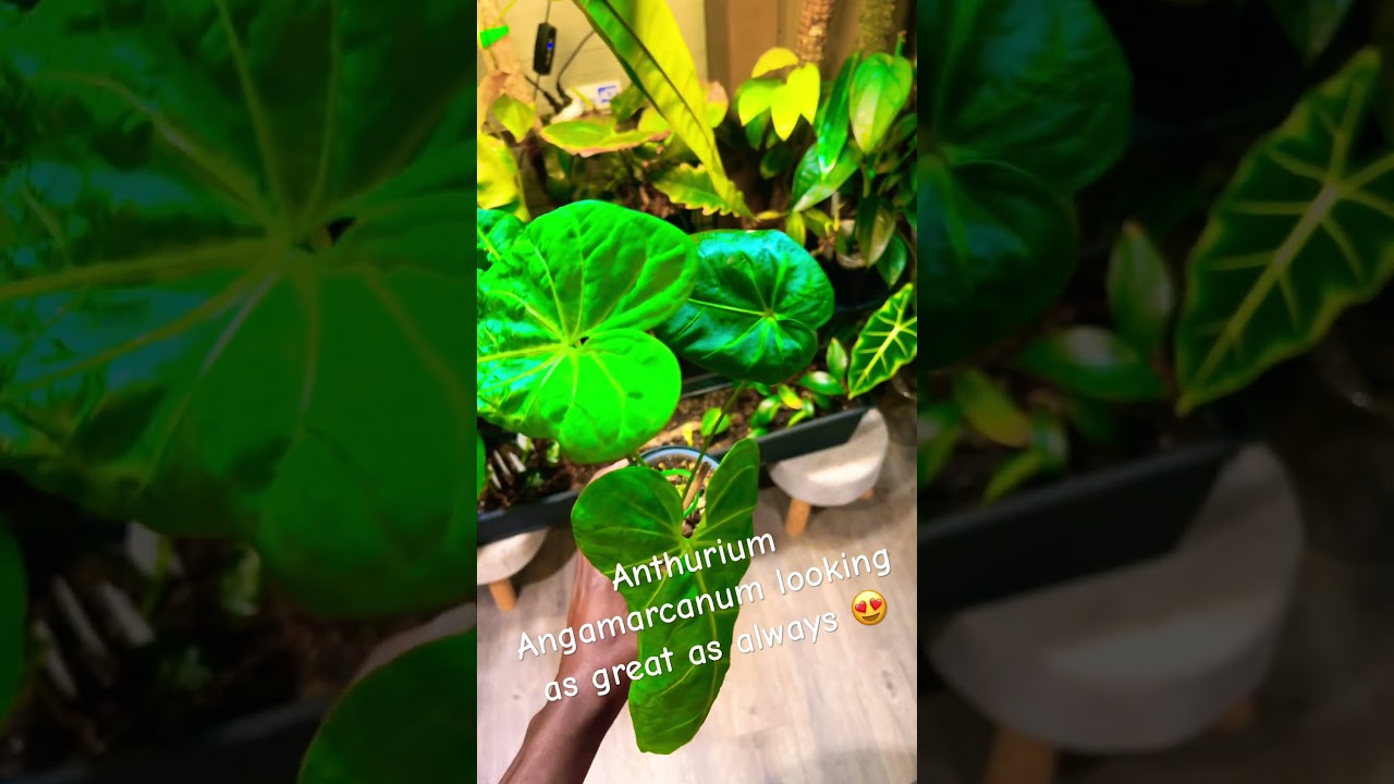Anthurium Angamarcanum looking as great as always  #anthurium  #AnthuriumAngamarcanum - YouTube