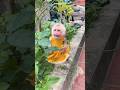 Monkey baby so cute #mokey