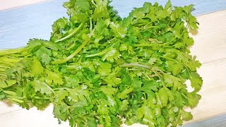 Health Benefits of Cilantro | Benefits of Coriander Leaves | is Cilantro Healthy? Cilantro Leaves