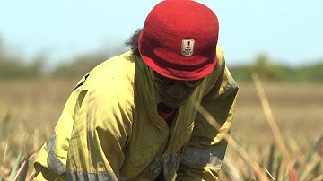 EU-SPC IKSA Project - WEED CONTROL