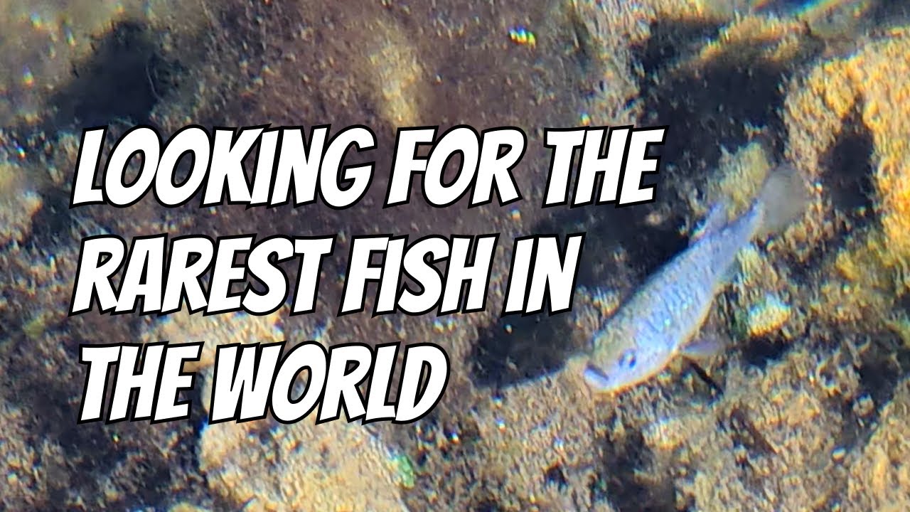 Pupfish Adventure: Looking for some of the rarest fish in the world