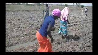 Legumes: Proper & timely planting groundnut (English)