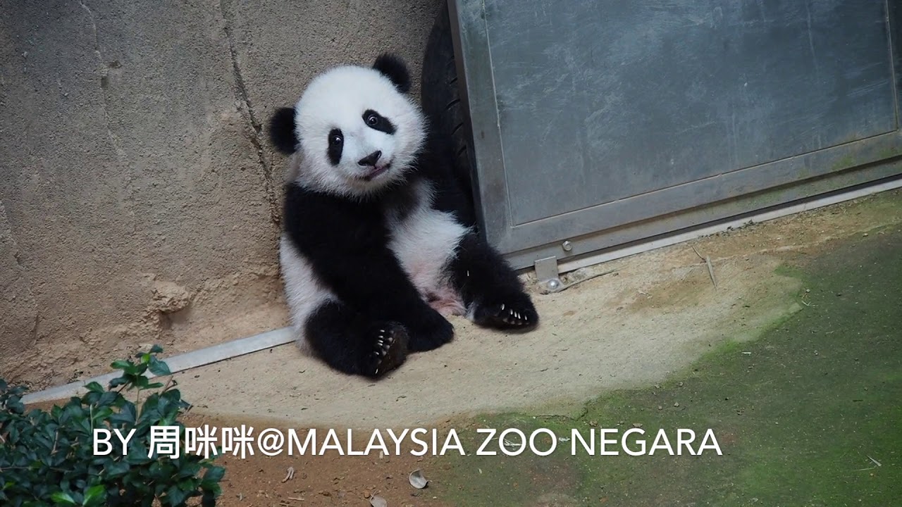 2018/08/11馬來西亞暖暖妹妹等門小熊篇