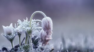 Заморозок побил растения🥶😧🎋