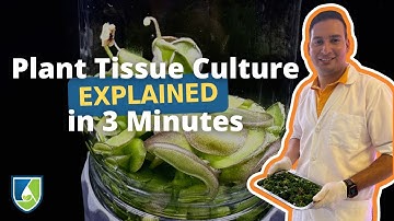 What is Plant Tissue Culture? Explained in 3 Minutes!