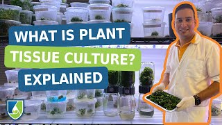 What is Plant Tissue Culture Explained in 3 Minutes