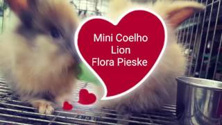 Mini Coelho Lion