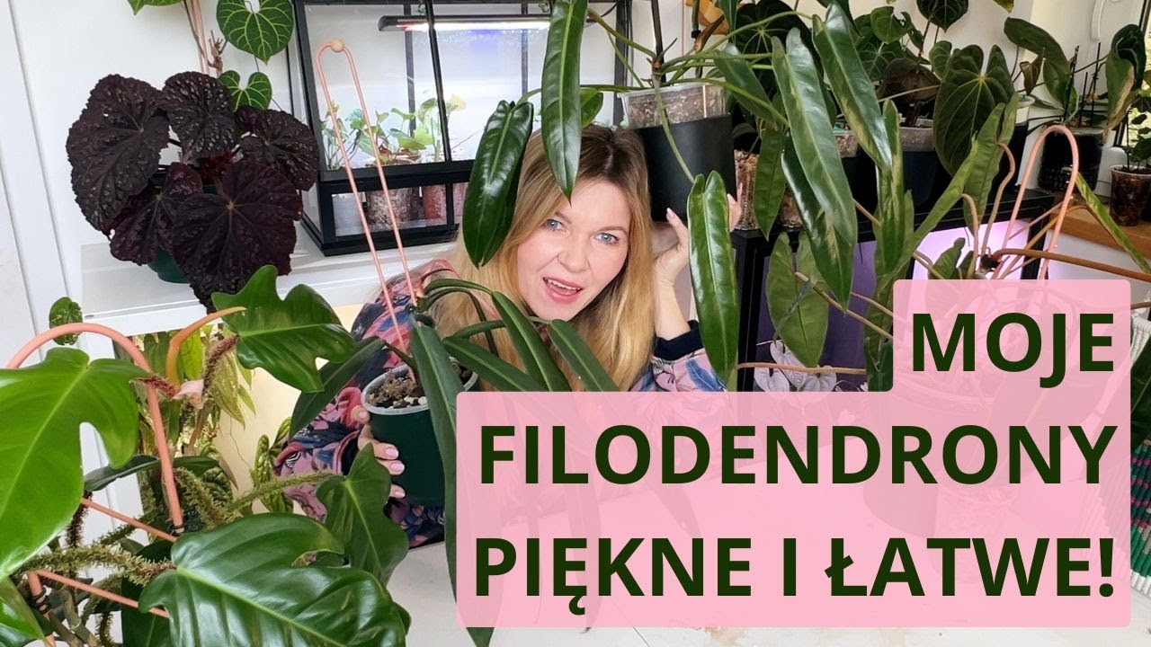 Łatwe filodendrony, które pokochasz - moja kolekcja