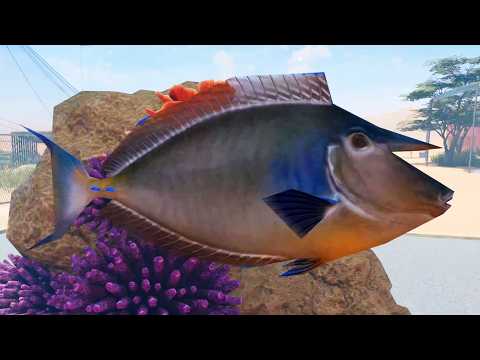 Planet Zoo 2 - Bluespine Unicornfish Gameplay (PS5 UHD) [4K30FPS]