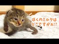 子猫のよちよちお散歩レッツゴー！【多頭飼育崩壊現場からの親子】