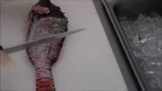 How to fillet a lionfish