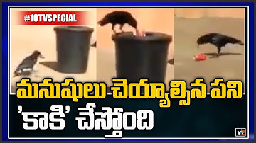crow collects garbage throws dustbin video viral | 10TV Specials