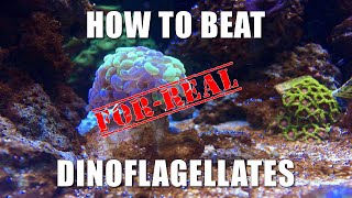 How To Actually Beat Dinoflagellates - For Real