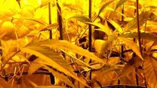 600 watt HPS Skywalker OG - day 4 flower