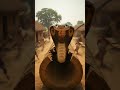 🐍Rescuing a King Cobra from a Rock!💥 | Dramatic Animation #cartoon #shorts #animalcastle