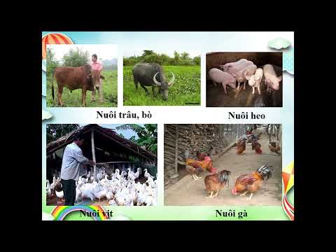 Tuần 14 - Địa lí 4 - Hoạt động sản xuất của người dân ở đồng bằng Bắc Bộ ( VIDEO)