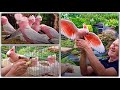 Major Mitchell cockatoo breeding and galah cockatoo breeding aviary (2021 big scale hand-rearing)