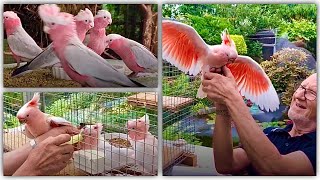 Major Mitchell cockatoo breeding | Galah cockatoo breeding | Bird aviary | big scale handrearing