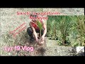 Dwarf Coconut Planting / Paano Ang tamang pagtatanim Para marami Ang bunga.