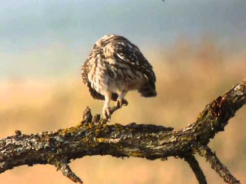 Mochuelo (Athene noctua) Little Owl