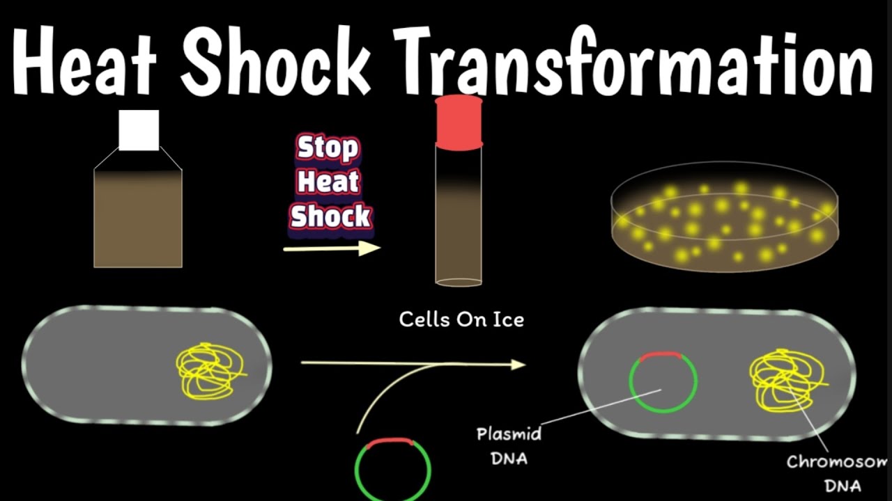Heat Shock Transformation | Bacterial Plasmid DNA Transformation | Transformation In Competent Cells