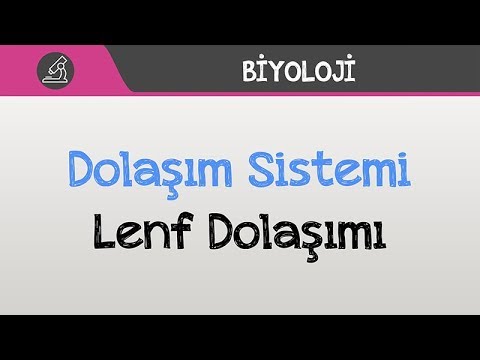 İnsan Fizyolojisi / Dolaşım Sistemi - Lenf Dolaşımı