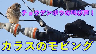 猛禽類チョウゲンボの叫ぶ声！カラスのモビング！ - YouTube