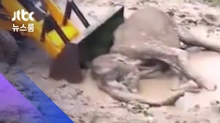 진흙에 갇힌 아기코끼리…중장비 투입 구조작전 / JTBC 뉴스룸