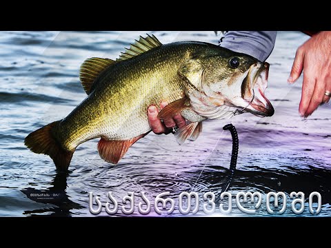 \"დიდპირა ბასი\" საქართველოში • Большеротый Басс в Грузие • Big Bass in Georgia