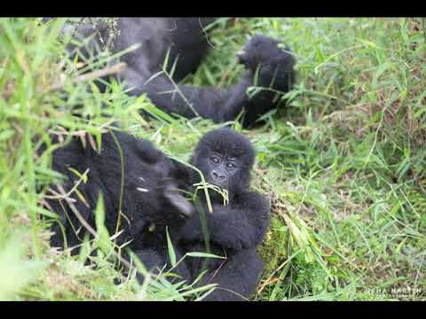 Nyakagezi gorilla family