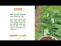 हादगा चारा माहिती | अगस्ती | Sisbenia Grandiflora | Saividisha Seeds #goatfarming #dairyfarm