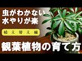 もっと早く知りたかった！ノーストレスで観葉植物を育てる方法！虫がわかない｜水やりが楽