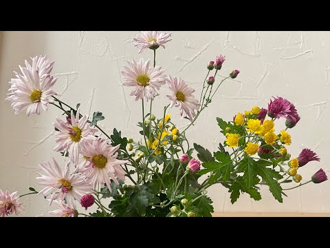 小菊が咲き始めたので水彩スケッチ♪ - YouTube