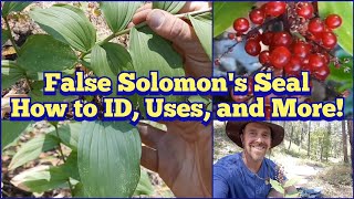 False Solomons Seal  Identification Description Edible And Medicinal Uses