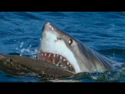 Great White Shark Attacks Robotic Seal | Spy In The Wild | BBC Earth