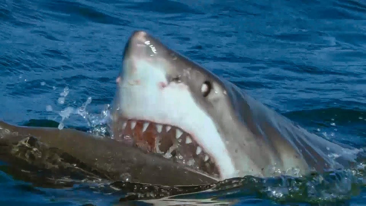 Great White Shark Attacks Robotic Seal | Spy In The Wild | BBC Earth