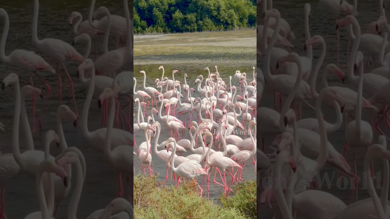 Flamingo 🦩Wildlife Sanctuary 