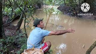 Na floresta  Amazônia que  pega  piau, piau # pescaria