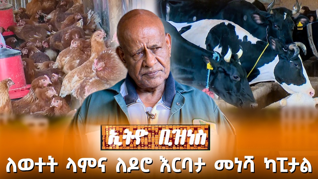 ለወተት ላምና ለዶሮ እርባታ መነሻ ካፒታል /Ethio Business
