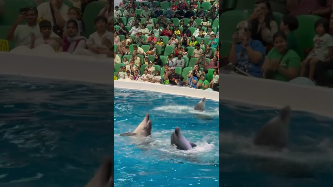 #dubaidolphinarium