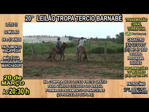 LOTE 11 - 20° LEILÃO TROPA TERCIO BARNABÉ