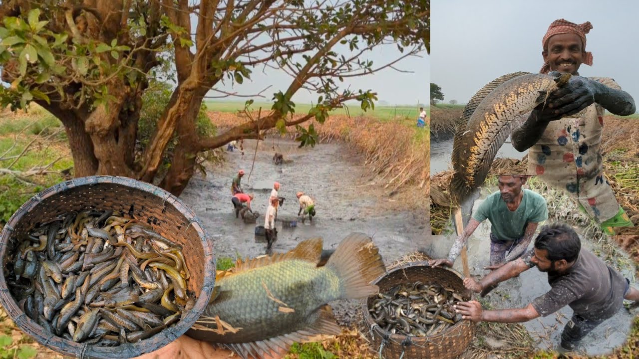 মাছ ধরা: আড়িয়াল বিলের ২শনি কৈ ও শিং মাছের গোপন রহস্য! Ariyal beel hand fishing🐟Dheshi fish fishing
