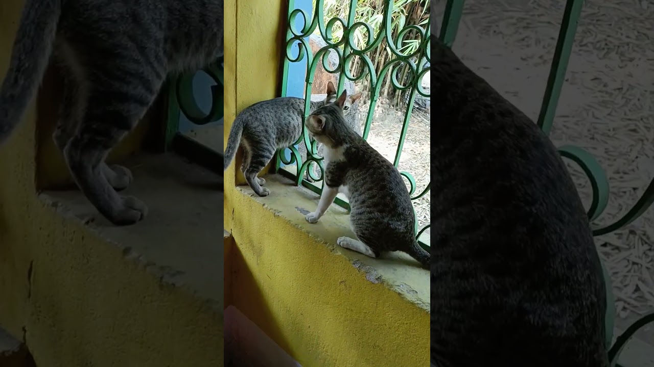 Симба играет с Бакшотом в шортах 