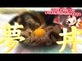 好きな食材だけを使って夢の丼ぶりを作りたいんじゃぁぁ!!【ゆっくり飯】