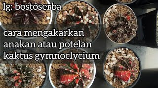 CARA PENGAKARAN POTELAN ANAKAN KAKTUS JENIS GYMNOCALYCIUM MIHANOVICHII.