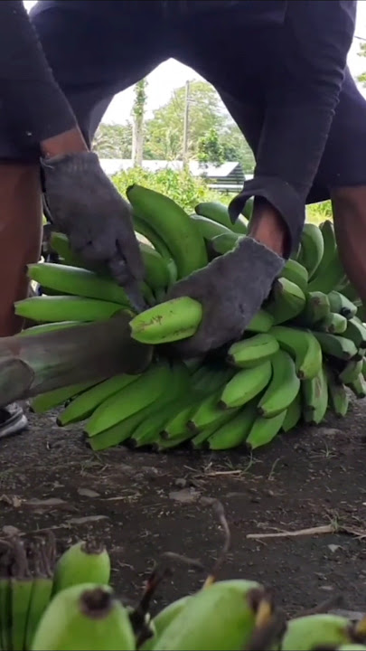 Harvesting Sangkal bananas